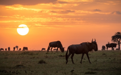 Preview: Best Time to Travel Maasai Mara