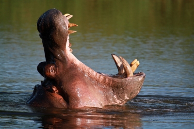 A Hippopotamus yawn (Grant Peters)  [flickr.com]  CC BY 
License Information available under 'Proof of Image Sources'
