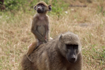 A Mother & Baby Baboon (Grant Peters)  [flickr.com]  CC BY 
License Information available under 'Proof of Image Sources'