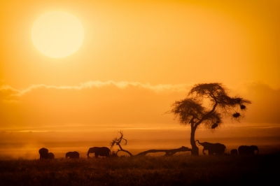 African Sunrise, Amboseli National Park (Ray in Manila)  [flickr.com]  CC BY 
License Information available under 'Proof of Image Sources'