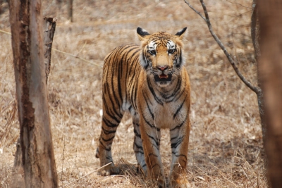 Bengal tiger, Karnataka, India (Paul Mannix)  [flickr.com]  CC BY 
License Information available under 'Proof of Image Sources'