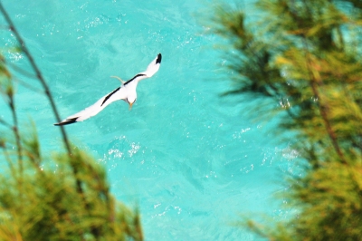 Bermuda Longtail (kansasphoto)  [flickr.com]  CC BY 
License Information available under 'Proof of Image Sources'