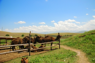 Climate Information Kazakhstan