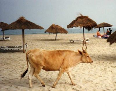 Cow on Kotu Beach (Leonora Enking)  [flickr.com]  CC BY-SA 
License Information available under 'Proof of Image Sources'