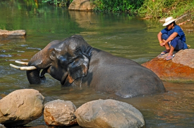 DGJ_4157 - One Happy Elephant, smiling (Dennis Jarvis)  [flickr.com]  CC BY-SA 
License Information available under 'Proof of Image Sources'