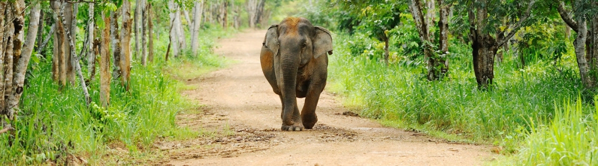 Elephant in Kui Buri national park (tontantravel)  [flickr.com]  CC BY-SA 
License Information available under 'Proof of Image Sources'