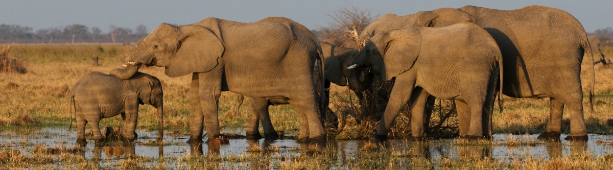 Elephants (Malcolm Macgregor)  [flickr.com]  CC BY 
License Information available under 'Proof of Image Sources'