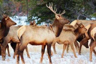 Elk: Wildlife beauty in Jasper National Park. (Peggy2012CREATIVELENZ)  [flickr.com]  CC BY 
License Information available under 'Proof of Image Sources'