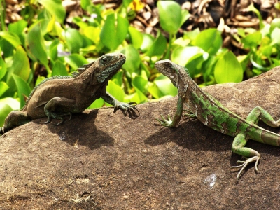 Climate Information French Guiana