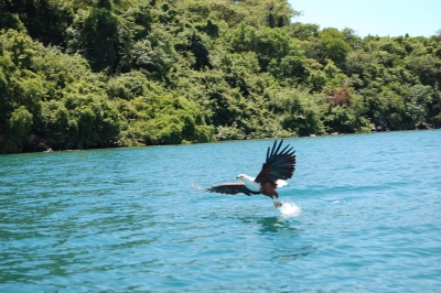 Fish Eagle, Lake Malawi (Joachim Huber)  [flickr.com]  CC BY-SA 
License Information available under 'Proof of Image Sources'