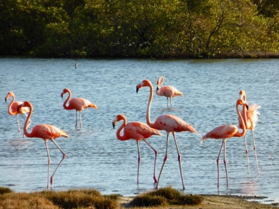 Flamengos at the mangroves (Bonaire 2014) (Paul Arps)  [flickr.com]  CC BY 
License Information available under 'Proof of Image Sources'