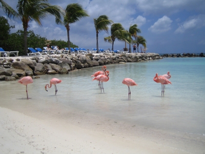 Flamingo Beach (Bevis Chin)  [flickr.com]  CC BY-ND 
License Information available under 'Proof of Image Sources'