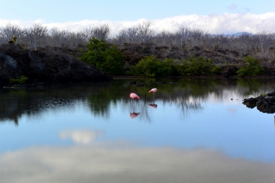 Flamingos on Santa Cruz Island in the Galapagos Islands (John Solaro (sooolaro))  [flickr.com]  CC BY-ND 
License Information available under 'Proof of Image Sources'