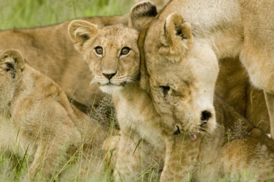 Lion Cub with Mother in the Serengeti (David Dennis)  [flickr.com]  CC BY-SA 
License Information available under 'Proof of Image Sources'
