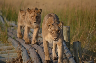 Preview: Best Time to Travel Okavango Delta