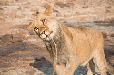 Lion Walk at Victoria falls Zimbabwe (nwhitford)  [flickr.com]  CC BY 
License Information available under 'Proof of Image Sources'