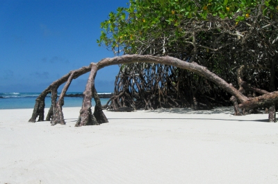 Mangrove arch 02 (dolma alonso)  [flickr.com]  CC BY-SA 
License Information available under 'Proof of Image Sources'