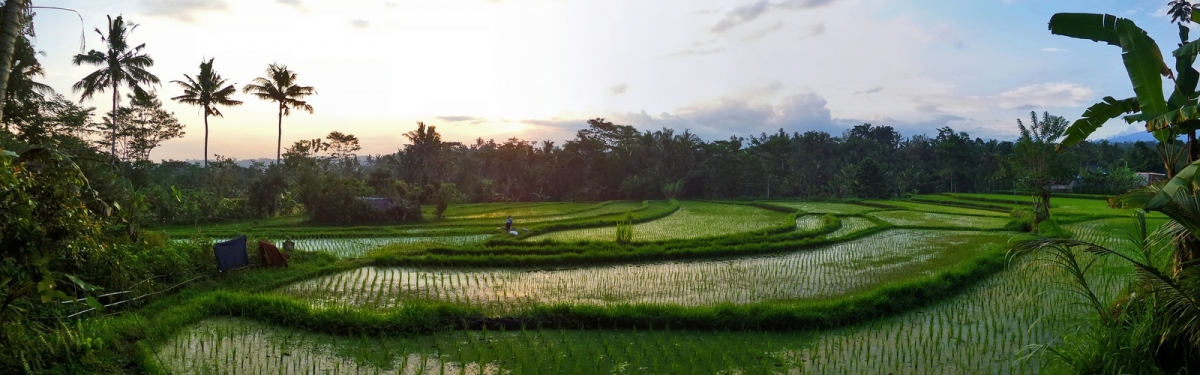 Menjelang Malam di Pematang Sawah (Ya, saya inBaliTimur)  [flickr.com]  CC BY-SA 
License Information available under 'Proof of Image Sources'