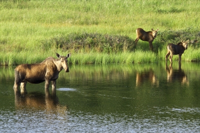 Moose Cow and Calves (Denali National Park and Preserve)  [flickr.com]  CC BY 
License Information available under 'Proof of Image Sources'