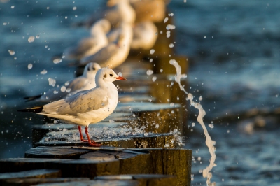 Preview: Best Time to Travel Baltic Sea