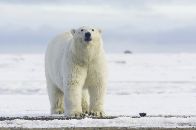 Polar Bear Pose (Anita Ritenour)  [flickr.com]  CC BY 
License Information available under 'Proof of Image Sources'