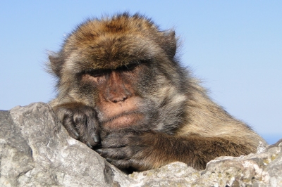 Portrait of Barbary Ape - Rock of Gibraltar - 02 (Adam Jones)  [flickr.com]  CC BY-SA 
License Information available under 'Proof of Image Sources'