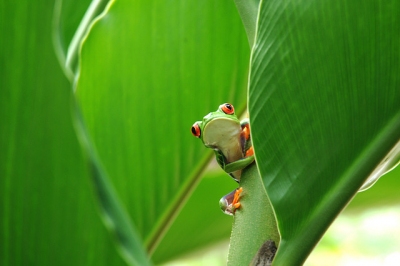 Red Eyed Tree Frog (vincentraal)  [flickr.com]  CC BY-SA 
License Information available under 'Proof of Image Sources'