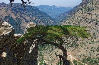réserve naturelle des cèdres du Liban de Tannourine (tongeron91)  [flickr.com]  CC BY-SA 
License Information available under 'Proof of Image Sources'