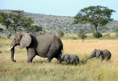 Tanzania (Serengeti National Park) Baby elaphants follow their mum (Güldem Üstün)  [flickr.com]  CC BY 
License Information available under 'Proof of Image Sources'