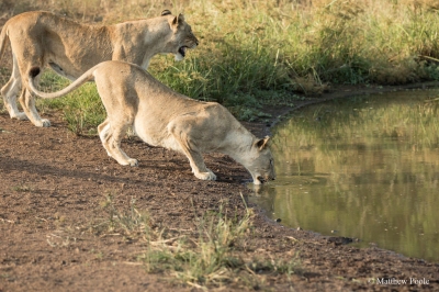 Two of the five lionesses destined for Akagera National Park. Credit: Matthew Poole (RDB Rwanda)  [flickr.com]  CC BY-ND 
License Information available under 'Proof of Image Sources'