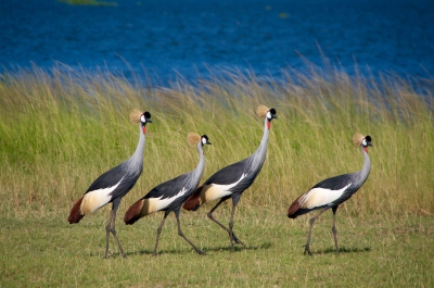 UGANDA: Grey crowned crane (Luz D.  Montero Espuela)  [flickr.com]  CC BY-SA 
License Information available under 'Proof of Image Sources'