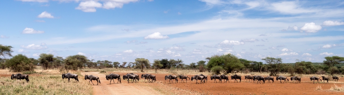 Serengeti Rainfall Chart