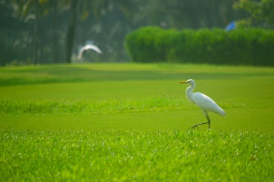 White Crane (Thangaraj Kumaravel)  [flickr.com]  CC BY 
License Information available under 'Proof of Image Sources'