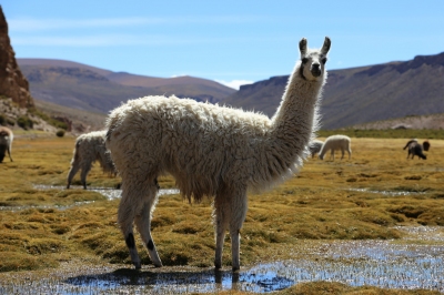 Preview: Best Time to Travel Bolivia