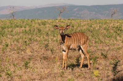 Climate Information Swaziland